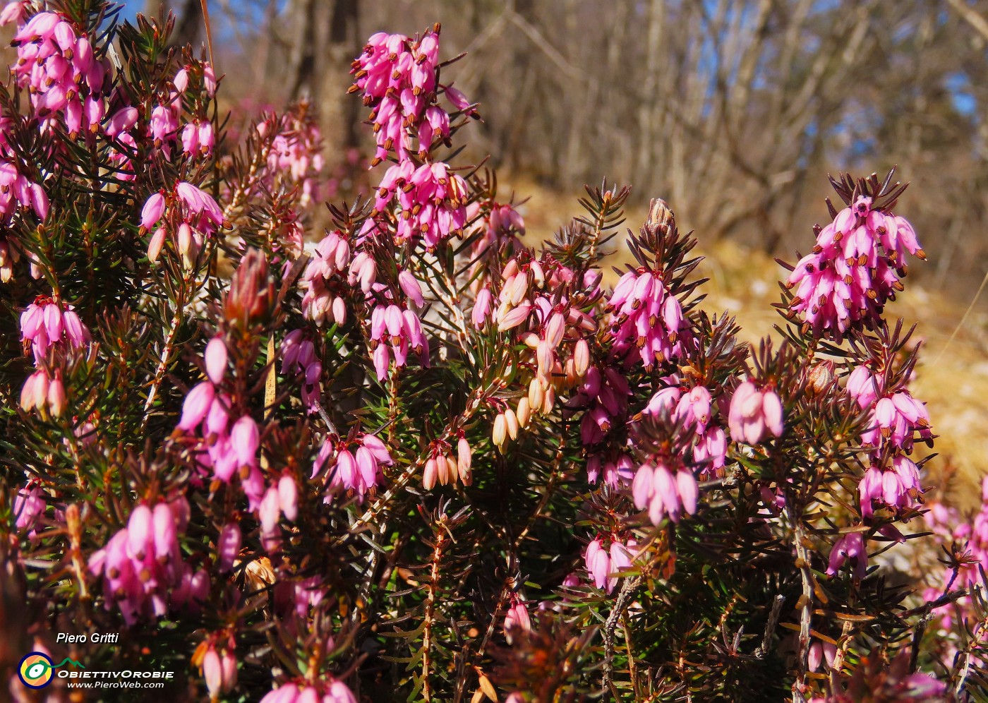 14 Erica in fiore.JPG